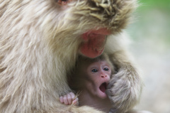 Mother and Baby