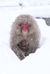 Snowy Mother and Baby