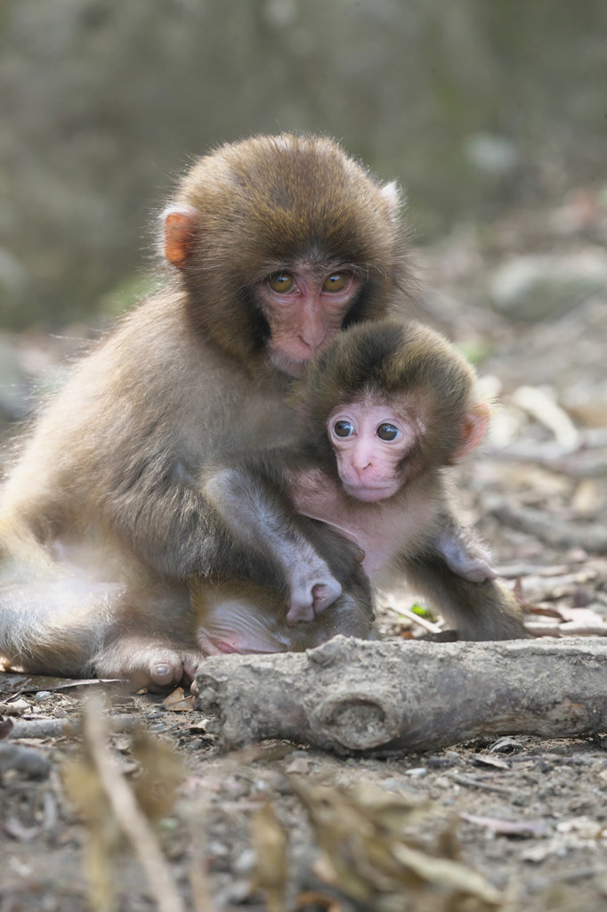 Baby-Sitter