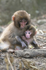 Baby-Sitter