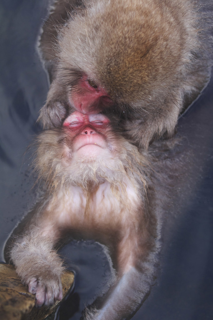 Snow Monkey in Hotspring