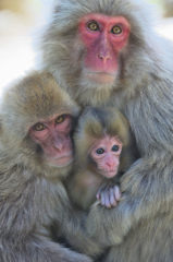 Snow Monkey Family
