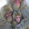 Snow Monkey Family