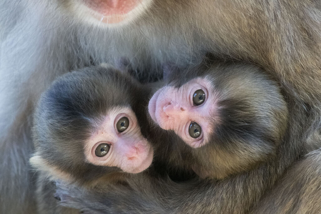Twins
