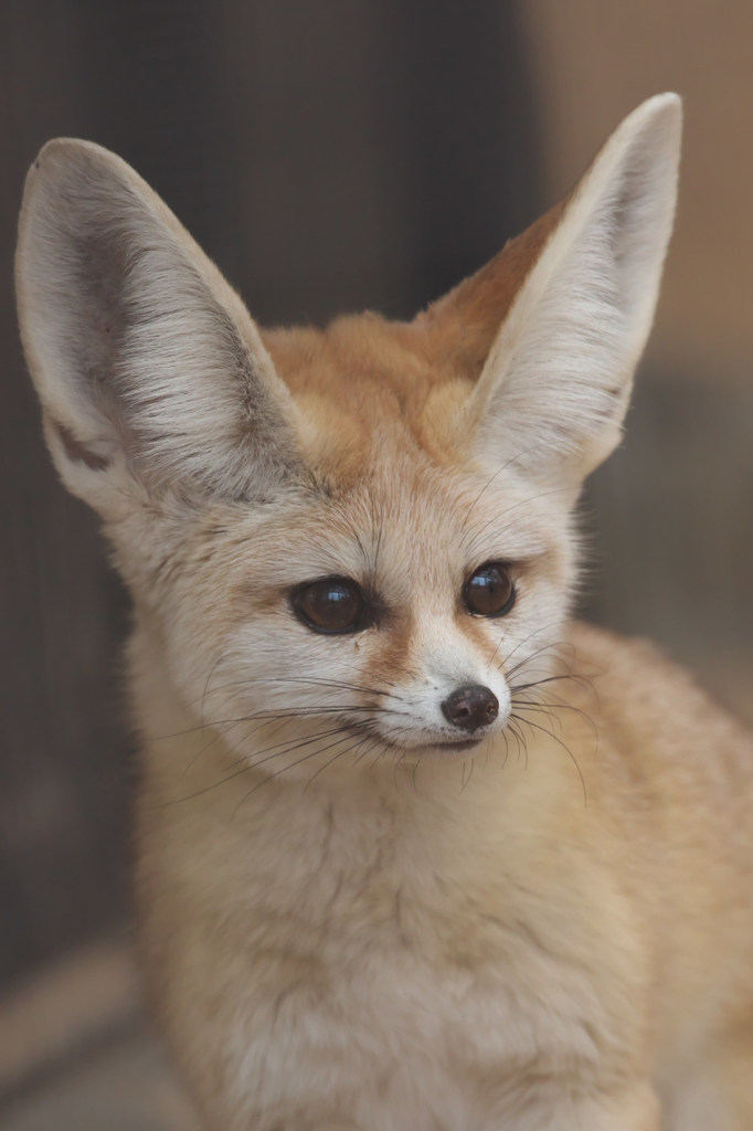 Fennec