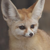 Fennec