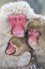 Snow Monkey Family