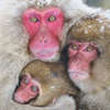 Snow Monkey Family