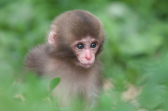 Baby in the green