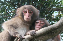 Childhood Friends