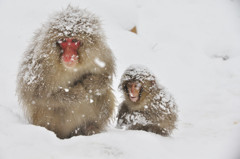 Snowy Mother and Baby