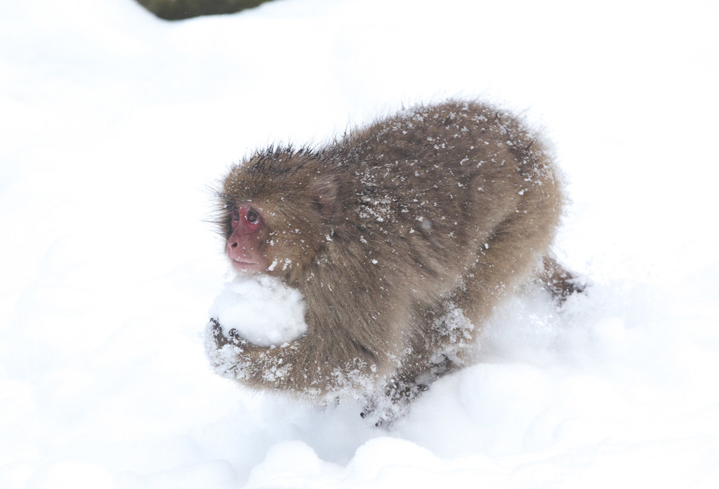 Snow Ball Game