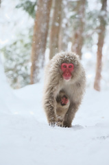 Snow Monkey Family