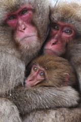 Snow Monkey Family