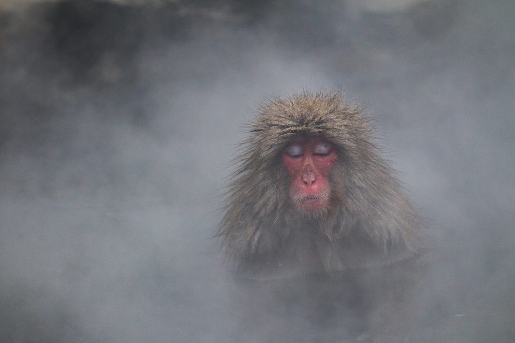 Snow Mokey in hotspring