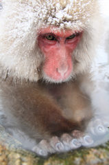 Snow Monkey in Hot Spring