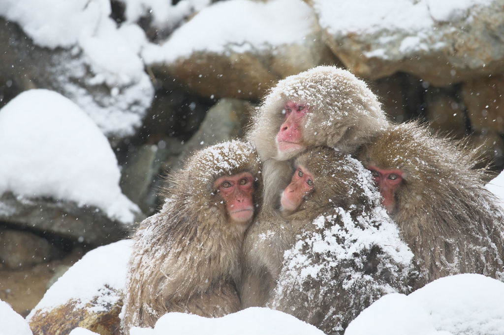 Snowy Family