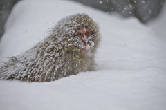 Snowy Monkey