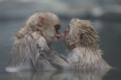 Dear friends