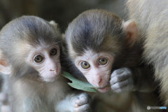 Double Babies