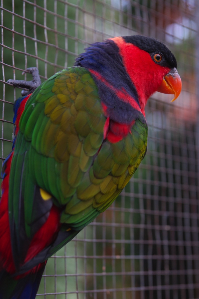 オトメズグロインコ