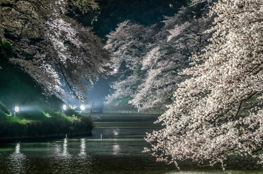 夜桜