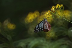旅する蝶