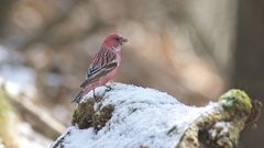 春の雪