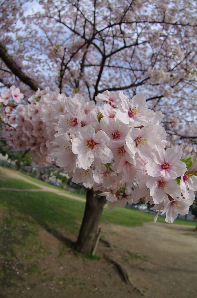 桜