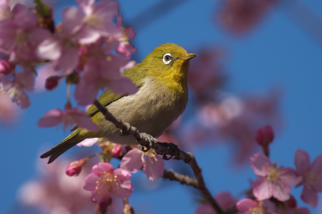 うぐいす。。。色