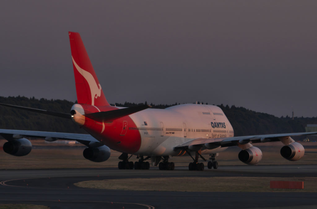 夕日のカンガルー