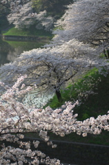 桜の堀