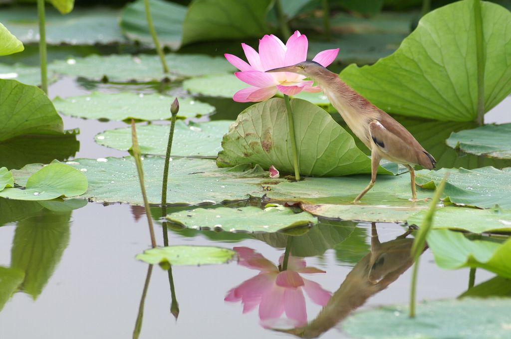 蓮の花と