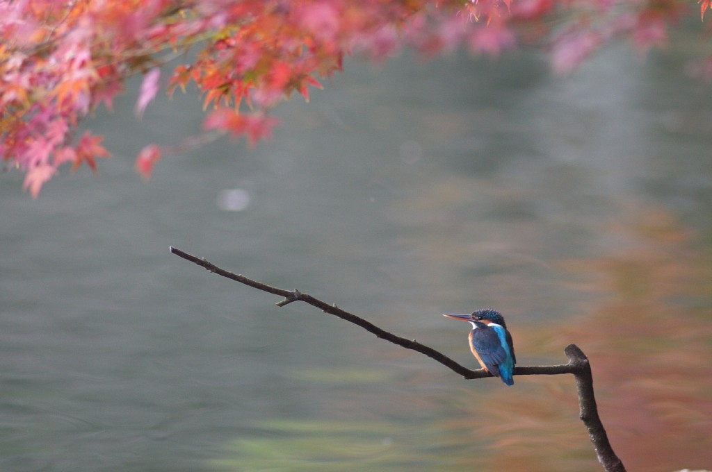 もみじ狩り