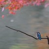 もみじ狩り