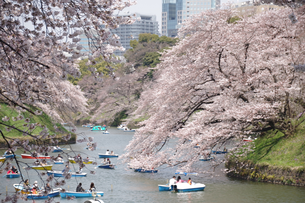 千鳥ヶ淵 2017