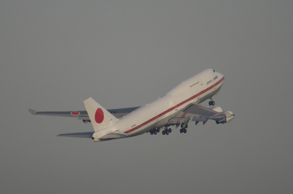 ハクチョウハトビサッタ