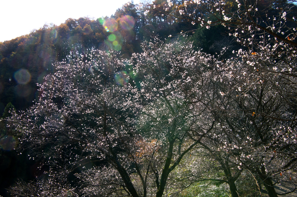 冬桜