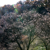 冬桜