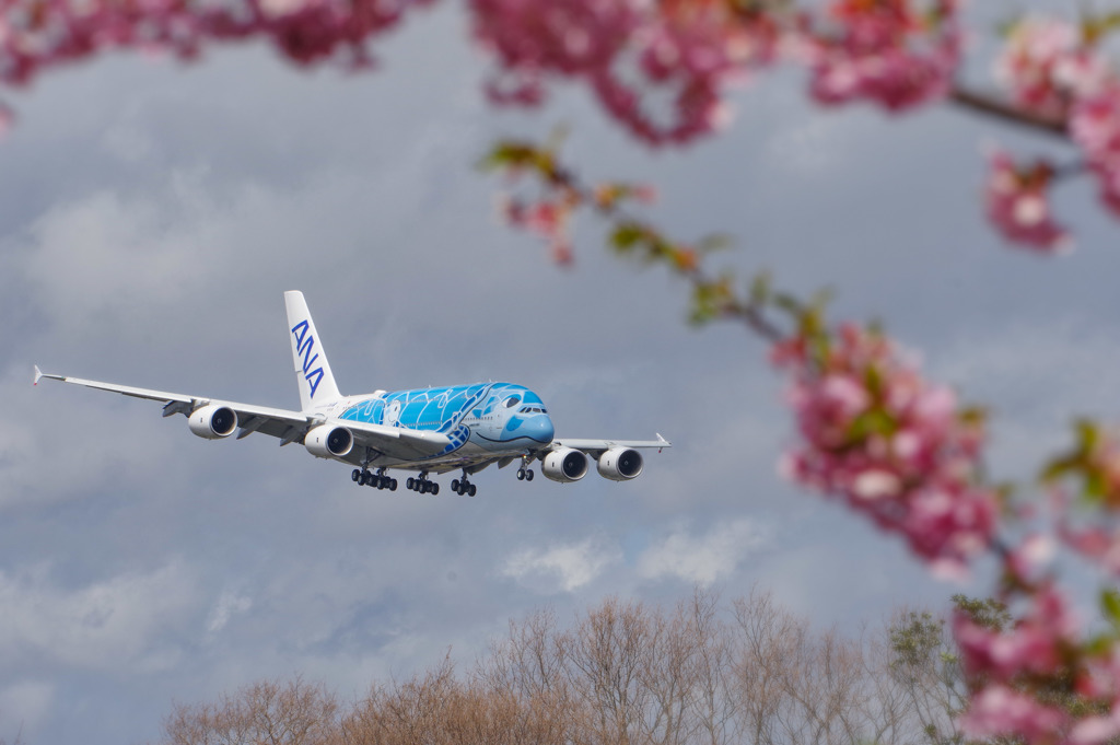 FLYING HONU デビュー