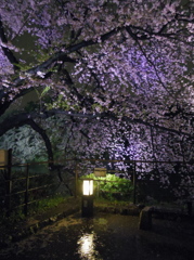 夜桜