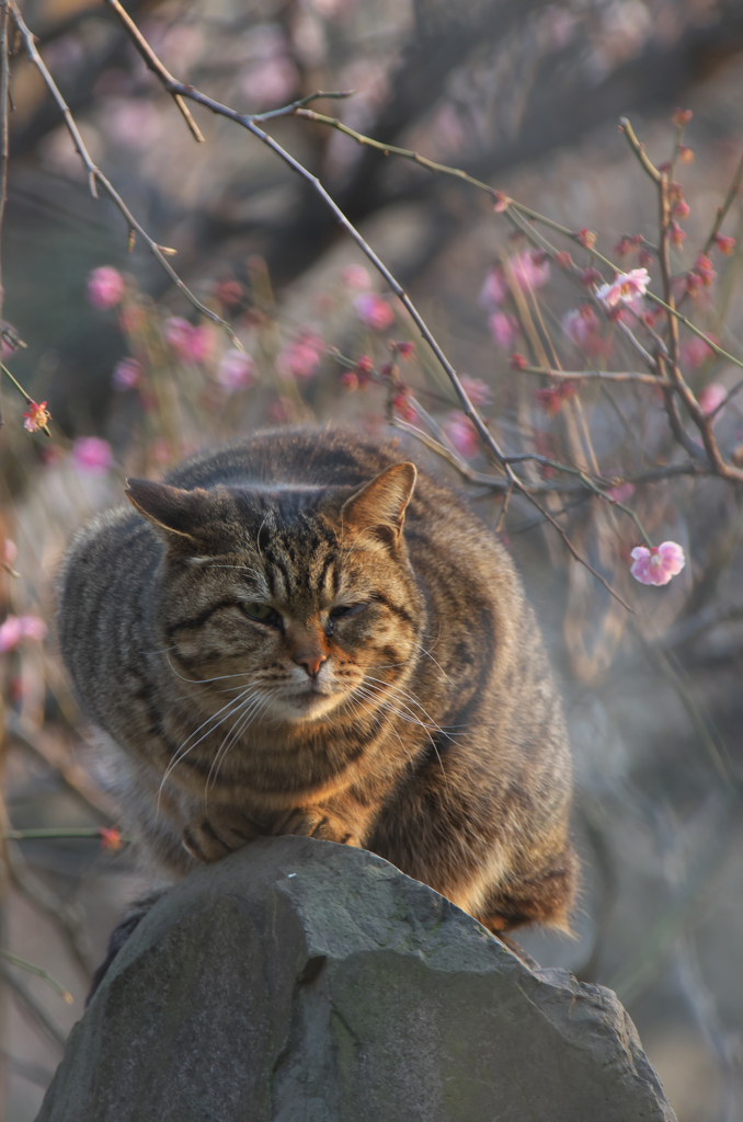 石の上にも。。。