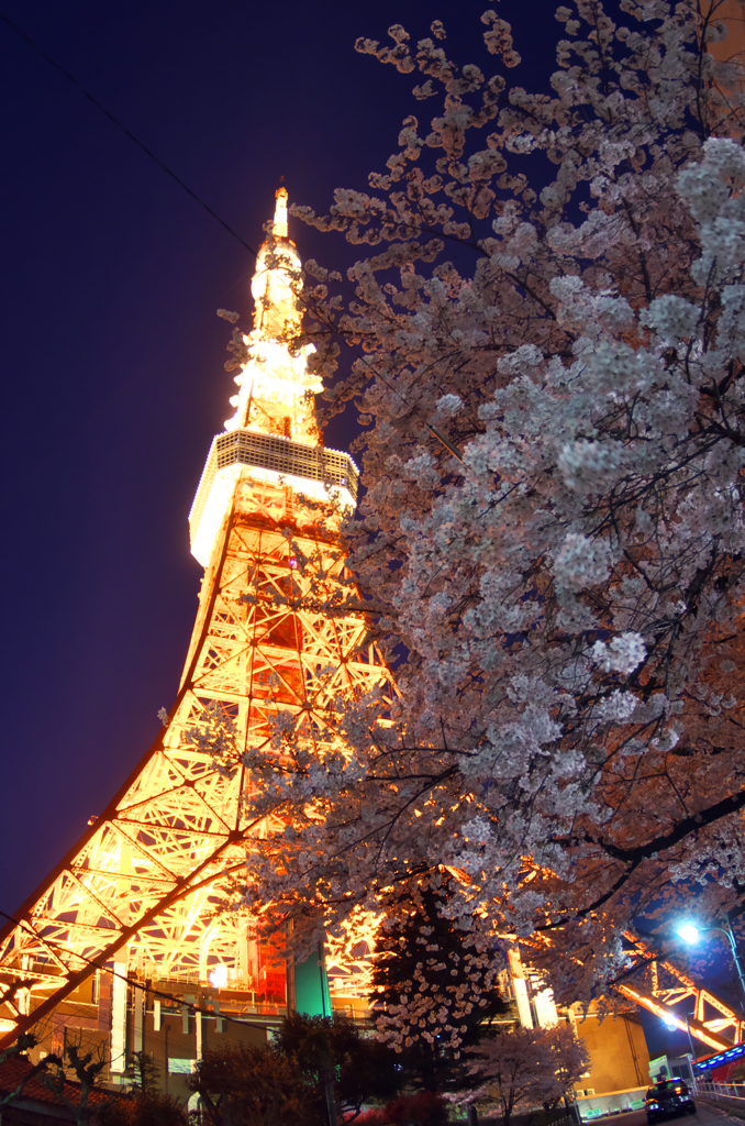 SAKURA tower