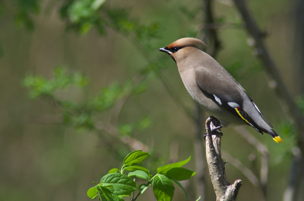 Bohemian Waxwing