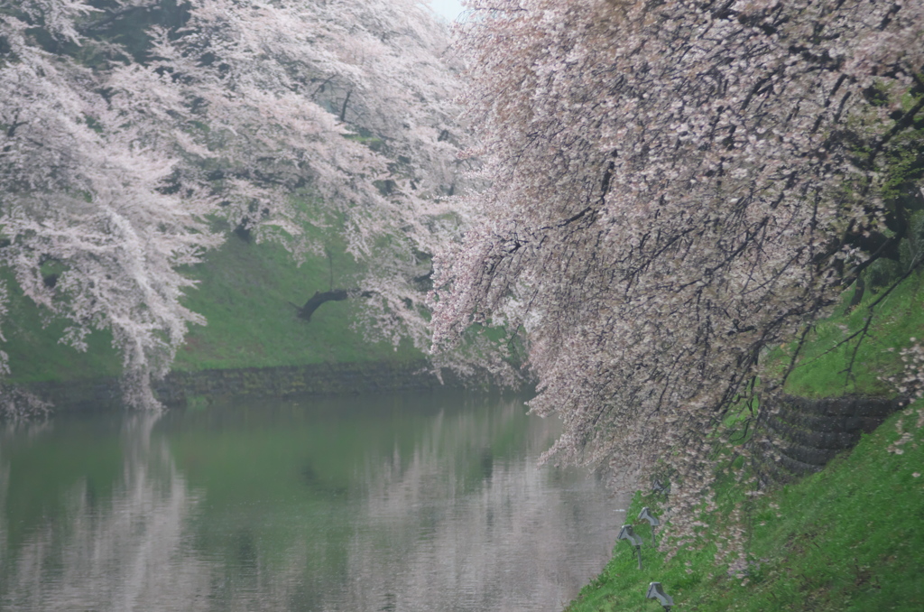 雨上がりの朝