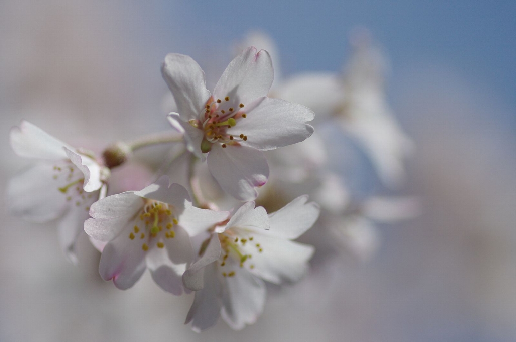 小桜