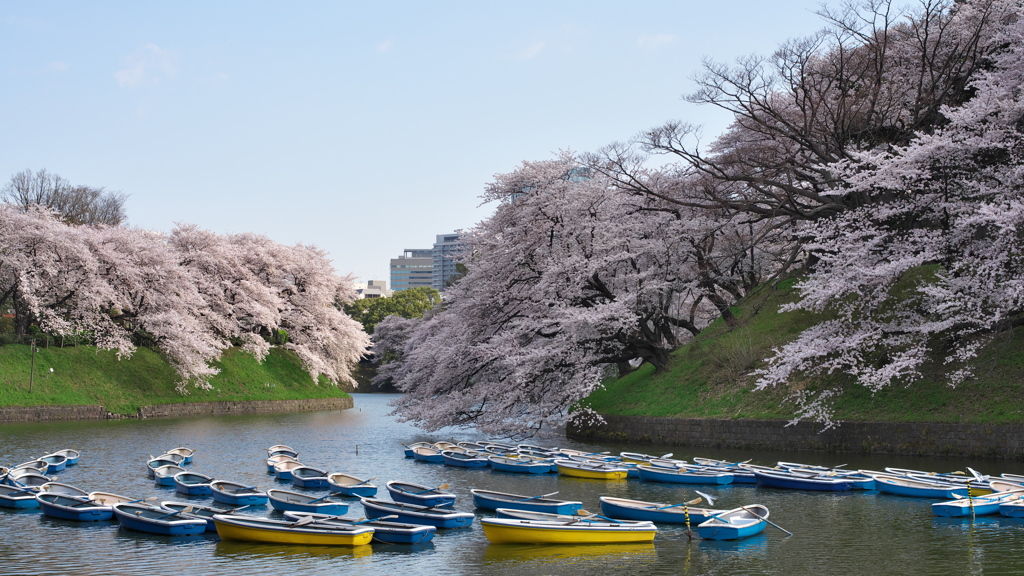 千鳥ヶ淵の朝