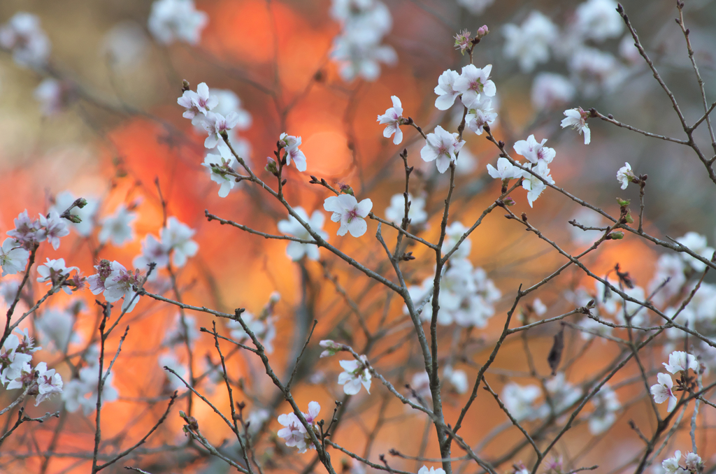 冬桜