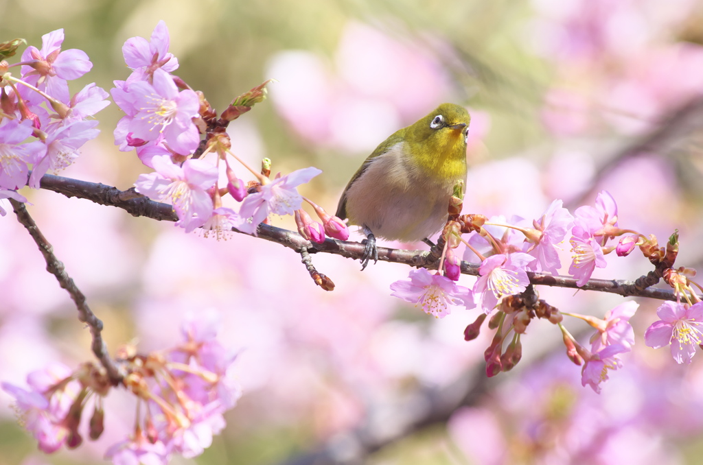 おすまし。