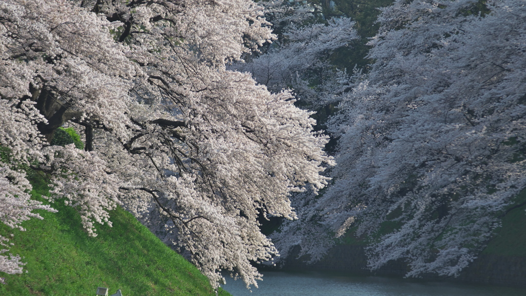 春色の千鳥が淵